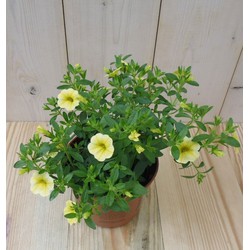 3 stuks! Petunia Million Bells geel