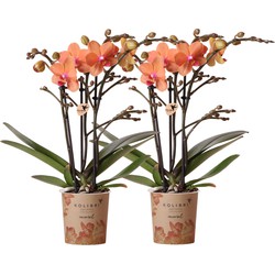 Kolibri Orchids | COMBI DEAL van 2 oranje Phalaenopsis orchideeën - Bolzano - potmaat Ø9cm  bloeiende kamerplant - vers van de kweker
