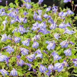 Mazus reptans Blauw