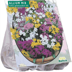 3 stuks - Allium Mix