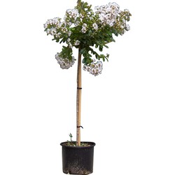 2 stuks! Lagerstroemia pixie white Lagerstroemia indica pixie white h 112,5 cm st. h 80 cm boom - Warentuin Natuurlijk