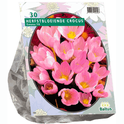 2 stuks - Crocus Zonatus per 30