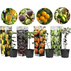 Mediterrane Fruitbomen - Set van 4 - Pot 9cm - Hoogte 25-40cm