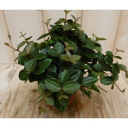 2 stuks! Peperomia angulata donker groen