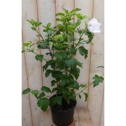 Hibiscus struik Wit 40 cm