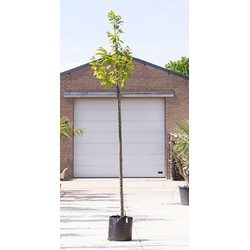 Tamme kastanje boom Castanea sativa h 250 cm st. omtrek 8 cm