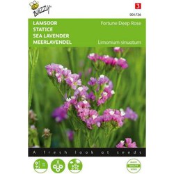 Zaden limonium lamsoor fortune deep rose 0.2 gram