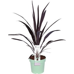 Hello Plants Cordyline Superstar Koolpalm - Ø 23 cm - Hoogte: 70 cm