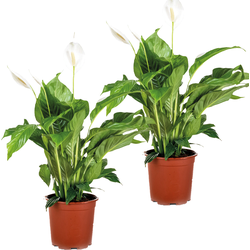 2x Spathiphyllum 'Bingo Cupido' - Lepelplant - Kamerplant - Luchtzuiverend - ⌀17 cm - ↕65-75 cm