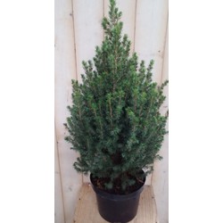 Conifeer Picea 70 cm