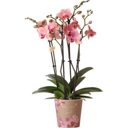 Kolibri Orchids | Oranje roze Phalaenopsis orchidee - Jewel Pirate Picotee - potmaat Ø12cm  bloeiende kamerplant - vers van de kweker