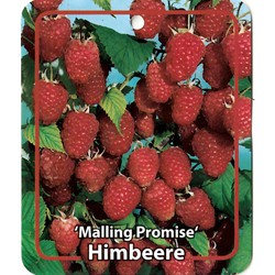 Rubus Idaeus Malling Promise