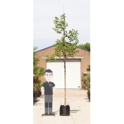 Gewone walnotenboom Juglans regia h 350 cm st. omtrek 12 cm st. hoogte 190 cm - Warentuin Natuurlijk
