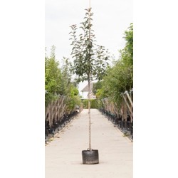 Roodbladige sierappel Malus Mokum h 350 cm st. omtrek 12 cm