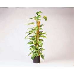 Kokosnuss-Pflanzenständer H120cm Durchm. 42mm - Nature