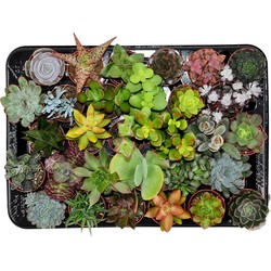 ZynesFlora - Mini Succulenten Mix - 30 Stuks - Ø 5,5 cm - Hoogte: 5-10 cm - Vetplanten - Kamerplant