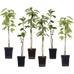 Appelbomen - Set van 6 - Braeburn Golden Delicious Gala - ⌀9cm - Hoogte 60-70cm