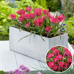 Tulipa Little Beauty - Bloembollen - Set van 40 - Rode tulpen Meerjarig