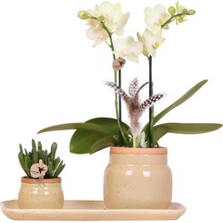 Kolibri Orchids | Groene plant met gele Phalaenopsis orchidee in Vintage khaki sierpotten en bamboe dienblad