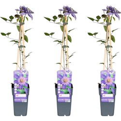 Hello Plants Clematis Multi Blue Bosrank - Klimplant - 3 Stuks - Ø 15 cm - Hoogte: 65 cm