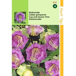 2 stuks - Cobaea Scandens Violetblauw