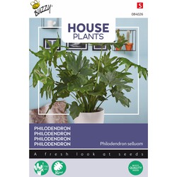 House Plants Philodendron selluom - Buzzy