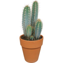 Pilosocereus 'Azureus' - Cactus - Kamerplant - Terracotta Pot - ⌀17 cm - 30-40 cm