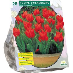 Bollen Tulipa Praestans Zwanenburg 25 stuks