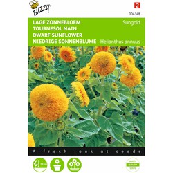 2 stuks - Helianthus Annuus Sungold Dubbelbl. Laag - Buzzy