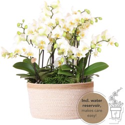 Kolibri Orchids | witte plantenset in Cotton Basket incl. waterreservoir | drie witte orchideeën Lausanne 9cm en drie groene planten | Jungle Bouquet wit met zelfvoorzienend waterreservoir