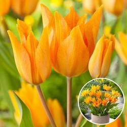 Tulipa praestans Shogun - Bloembollen x40 - Tulp - Oranje