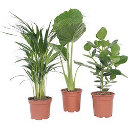 Tropische Mix - Set van 3 - Dypsis Clusia Alocasia - Hoogte 50-70cm - ⌀17cm