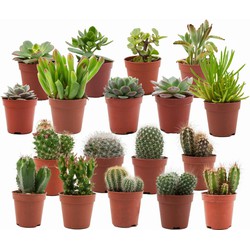 ZynesFlora - Mini Cactussen/Succulenten Mix - 18 Stuks - Ø 5,5 cm - Hoogte: 5-10 cm - Cactus - Vetplant - Kamerplant