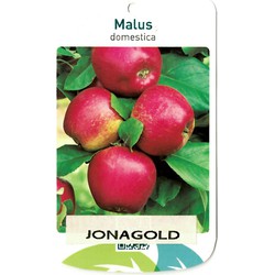 Malus Domestica Jonagold