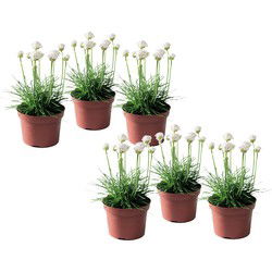 Engels gras - Set van 6 - Armeria maritima 'Deep White' - Hoogte 20-30cm - ⌀12cm