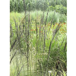 Molinia arund. 'Black Arrows'