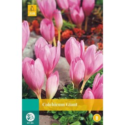 5 stuks - Colchicum Giant 1 bol