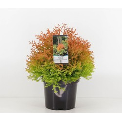 Thuja occidentalis fire chief