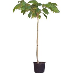 2 stuks! Perzische slaapboom Albizia julibrissin h 125 cm st. omtrek 3 cm st. h 80 cm boom