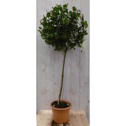 Glansmispel Photinia Red Robin rood stamhoogte 50 cm en hoogte 100 cm