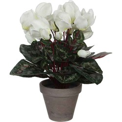 Mica Decorations cyclamen wit in pot stan grijs (dia 11) 30x30