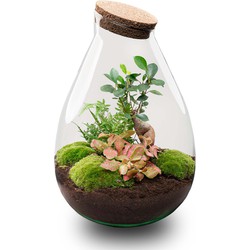 URBANJNGL - Planten terrarium - Drop XL Ficus Ginseng bonsai - Ecosysteem plant ↑ 37 cm