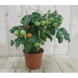Tomatenplant GROOT - Warentuin Natuurlijk
