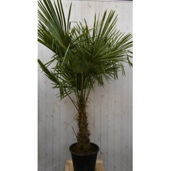 Winterharde Palmboom stamhoogte 50 cm en hoogte 180 cm