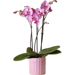 Kolibri Orchids | Roze Phalaenopsis orchidee Diamond Melody in roze Stripe sierpot - Ø12cm