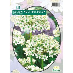 3 stuks - Allium Nigrum Multibubosum per 15 bloembollen