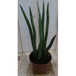 Kamerplant Vrouwentong Sansevieria 50 cm