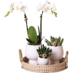 Kolibri Company | Gift set Scandic white | Plantenset met witte Phalaenopsis Orchidee en Succulenten incl. keramieken sierpotten