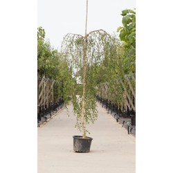 2 stuks! Prieelberk Betula pendula Youngii h 150 cm st. omtrek 6 cm st. h 120 cm boom