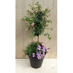 Plastic plantenbak antraciet Fuchsia roze met zomerbloeiers roze h80 cm